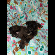 Belgian Shepherd Dog (Tervuren)