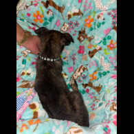 Belgian Shepherd Dog (Tervuren)