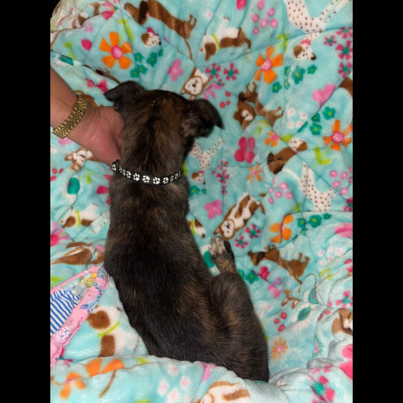 Belgian Shepherd Dog (Tervuren)