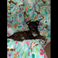 Belgian Shepherd Dog (Tervuren)