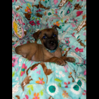 Belgian Shepherd Dog (Tervuren)