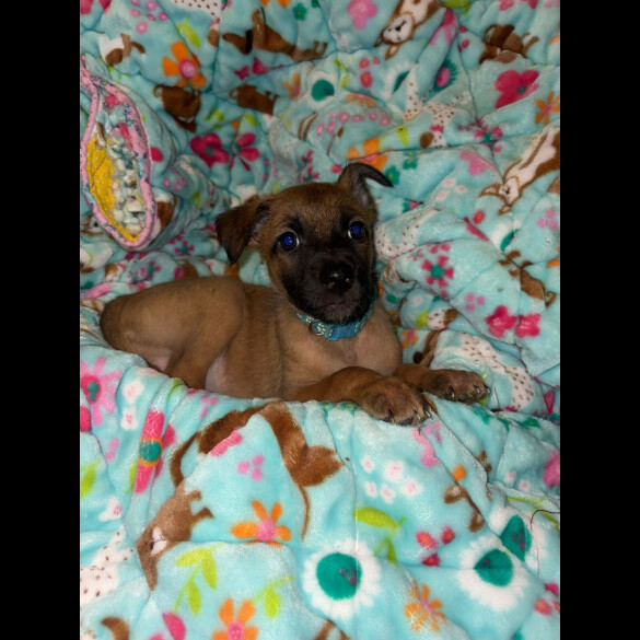 Belgian Shepherd Dog (Tervuren)