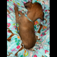 Belgian Shepherd Dog (Tervuren)