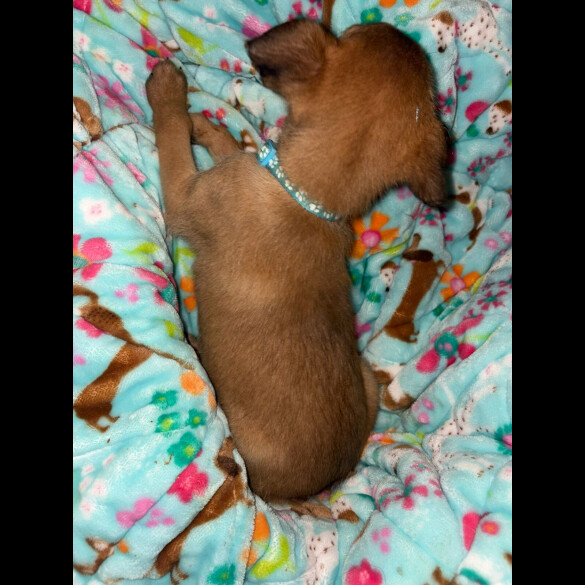 Belgian Shepherd Dog (Tervuren)