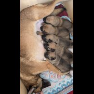 Caucasian Shepherd Dog