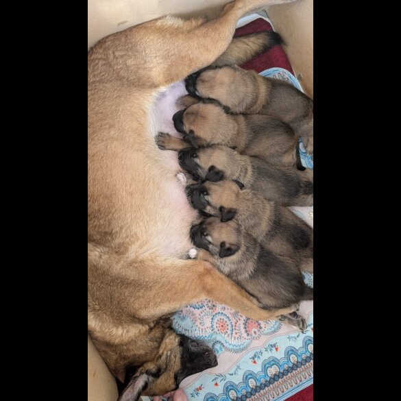 Caucasian Shepherd Dog