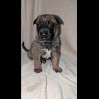 Caucasian Shepherd Dog