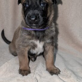 Caucasian Shepherd Dog