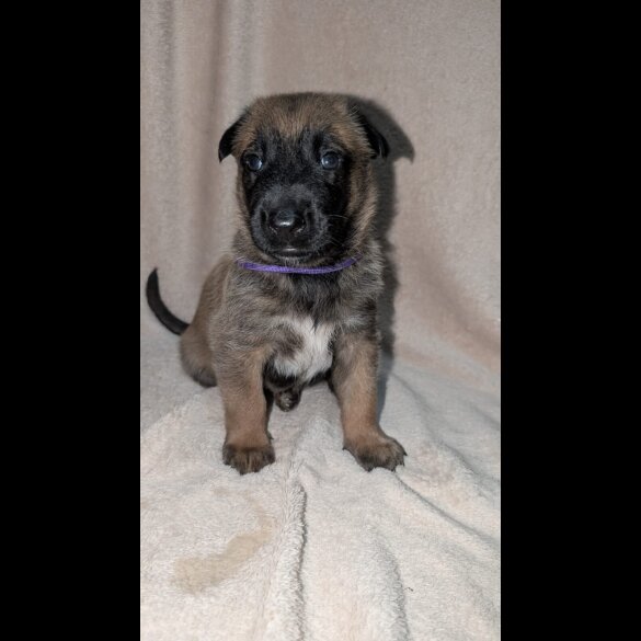 Caucasian Shepherd Dog