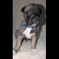 Caucasian Shepherd Dog