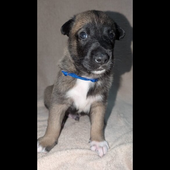 Caucasian Shepherd Dog