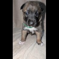 Caucasian Shepherd Dog