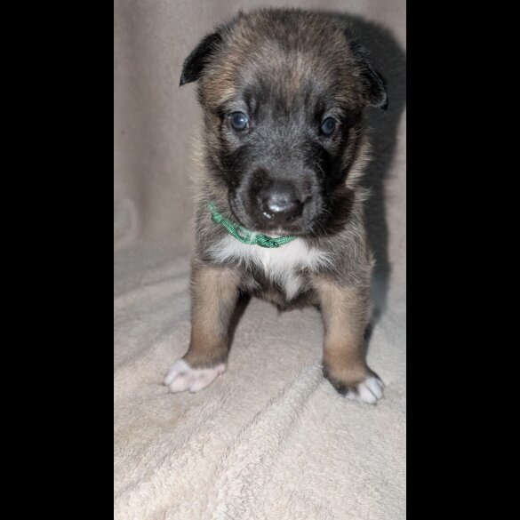 Caucasian Shepherd Dog