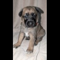 Caucasian Shepherd Dog