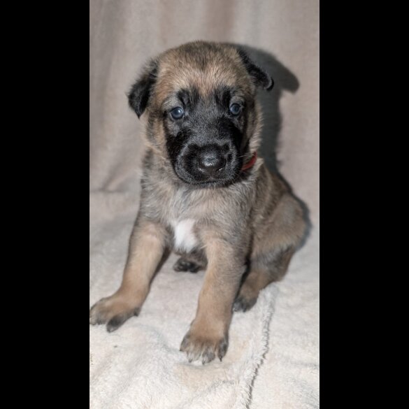 Caucasian Shepherd Dog