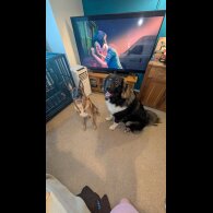 Caucasian Shepherd Dog