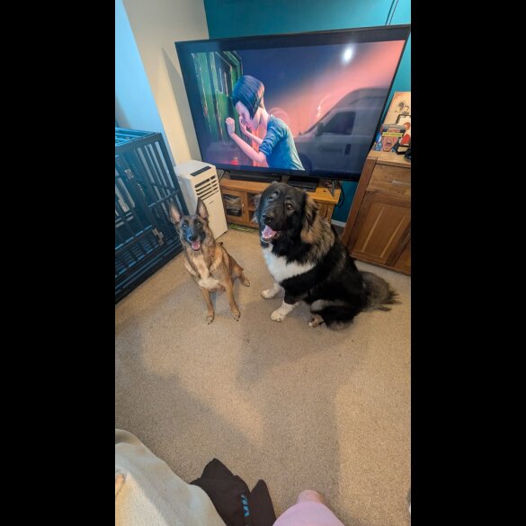 Caucasian Shepherd Dog