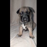 Caucasian Shepherd Dog
