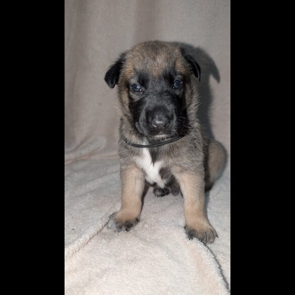 Caucasian Shepherd Dog