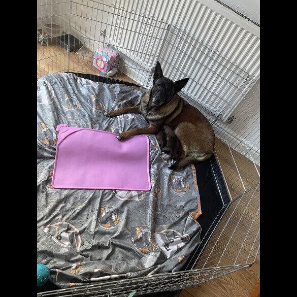 Belgian Shepherd Dog (Groenendael)