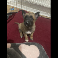 Belgian Shepherd Dog (Groenendael)