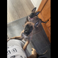 Belgian Shepherd Dog (Groenendael)