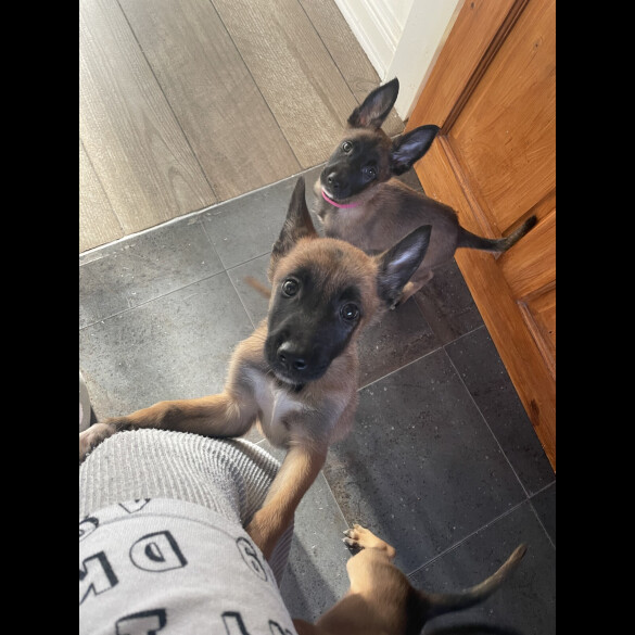 Belgian Shepherd Dog (Groenendael)