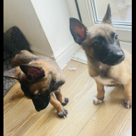 Belgian Shepherd Dog (Groenendael)