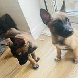 Belgian Shepherd Dog (Groenendael)