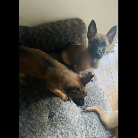 Belgian Shepherd Dog (Groenendael)