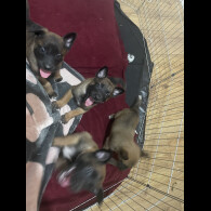 Belgian Shepherd Dog (Groenendael)