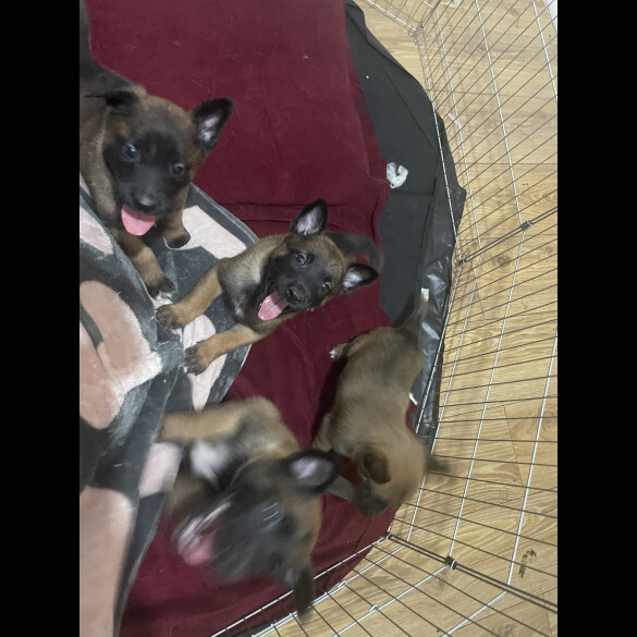 Belgian Shepherd Dog (Groenendael)