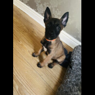 Belgian Shepherd Dog (Groenendael)