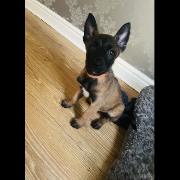 Belgian Shepherd Dog (Groenendael)