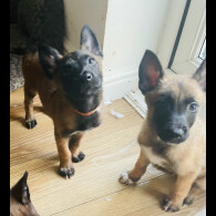 Belgian Shepherd Dog (Groenendael)