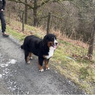 Bernese Mountain Dog