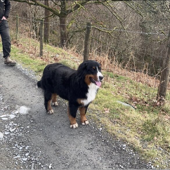Bernese Mountain Dog