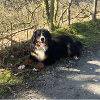 Bernese Mountain Dog