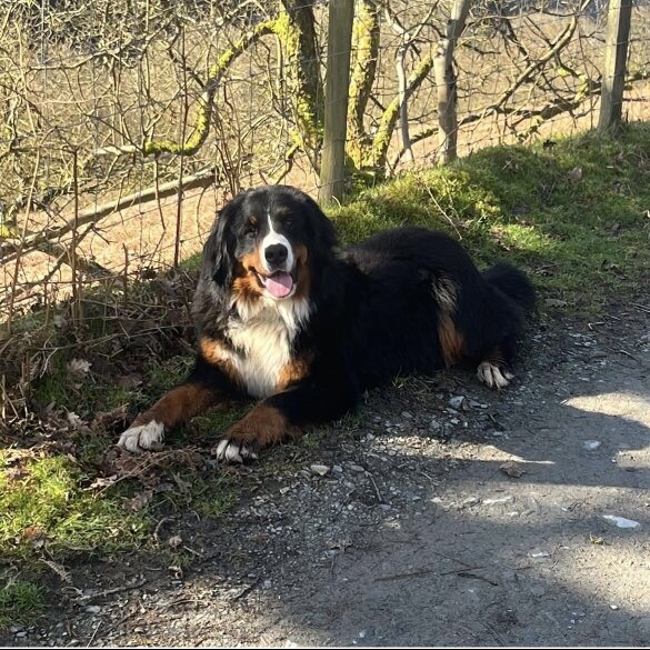 Bernese Mountain Dog