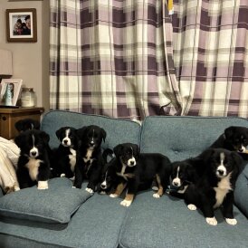 Bernese Mountain Dog