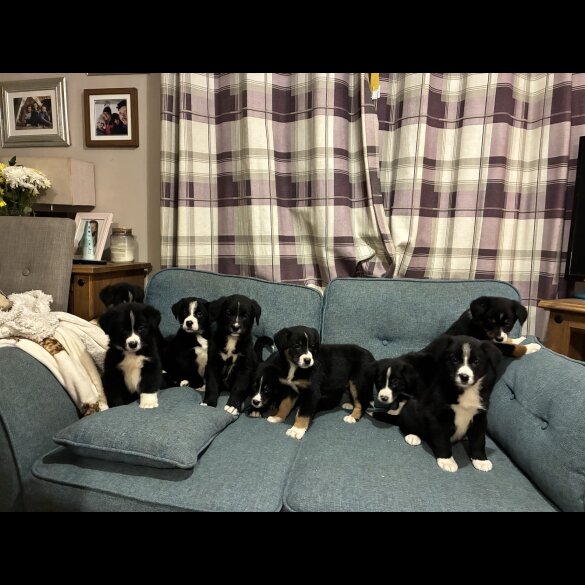 Bernese Mountain Dog