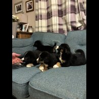 Bernese Mountain Dog