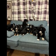 Bernese Mountain Dog