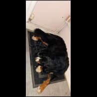Bernese Mountain Dog