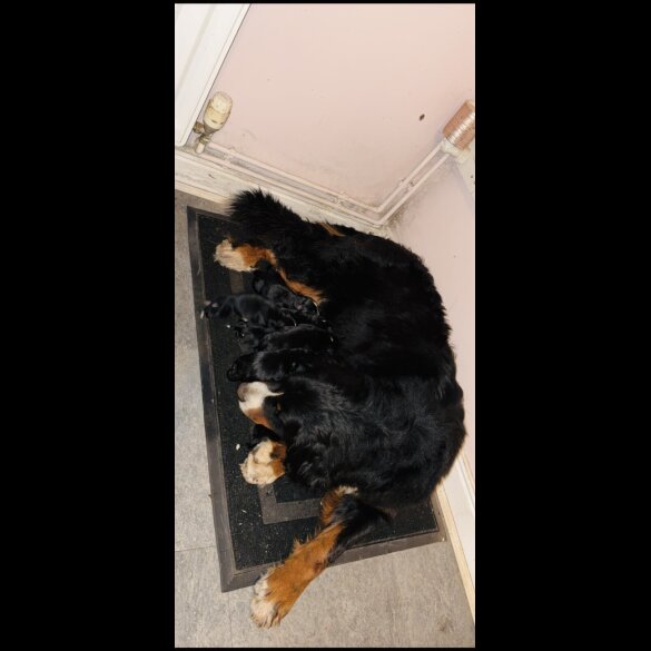 Bernese Mountain Dog