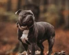Staffordshire Bull Terrier