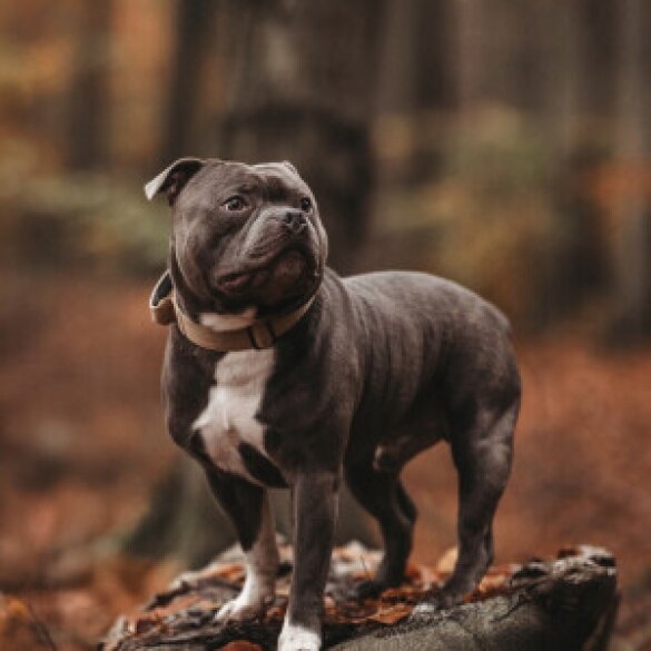 Staffordshire Bull Terrier
