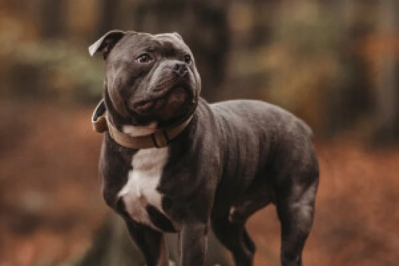 Staffordshire Bull Terrier