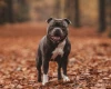 Staffordshire Bull Terrier