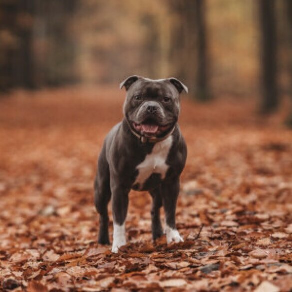 Staffordshire Bull Terrier